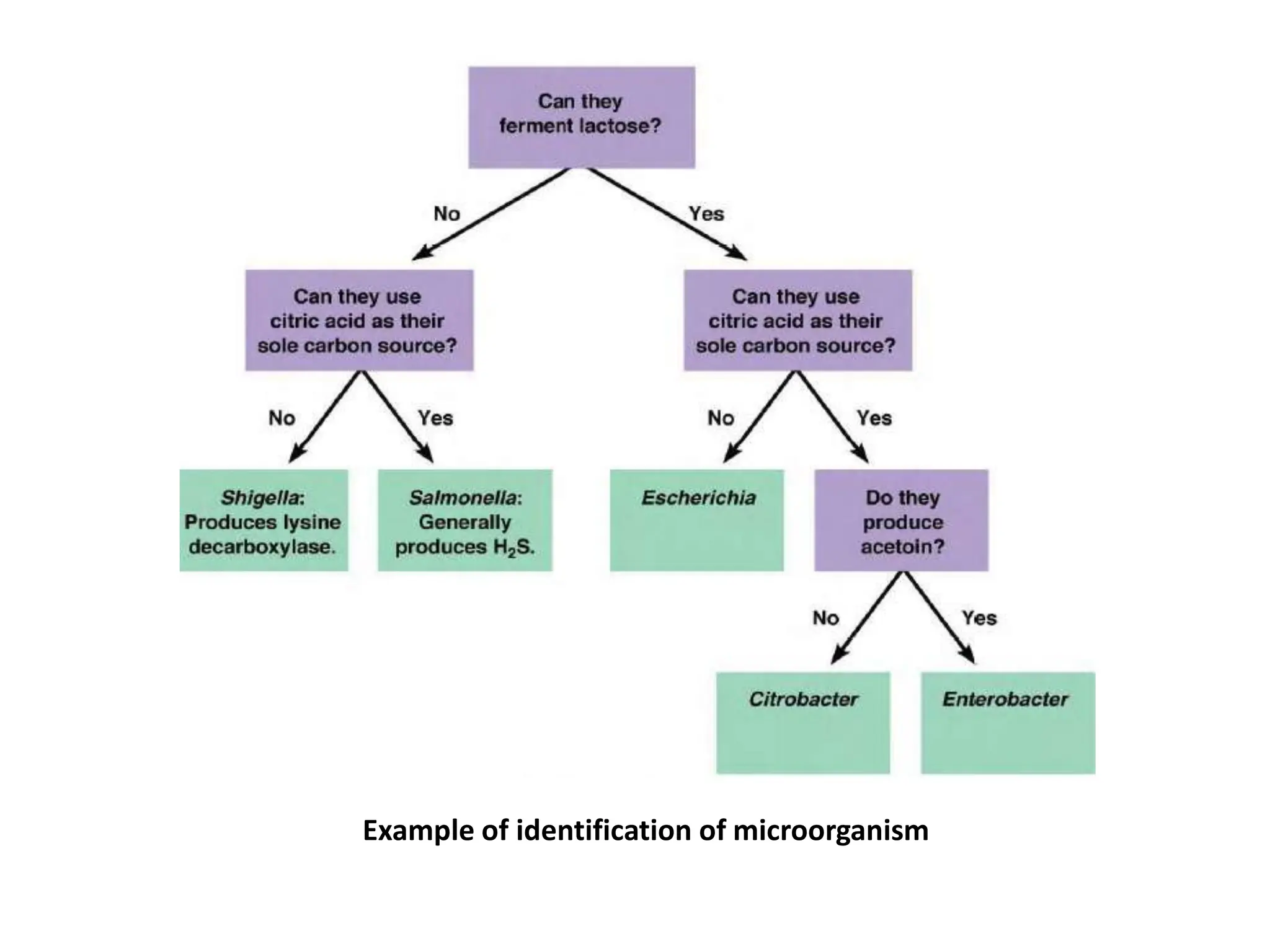 Example of identification of microorganism
 