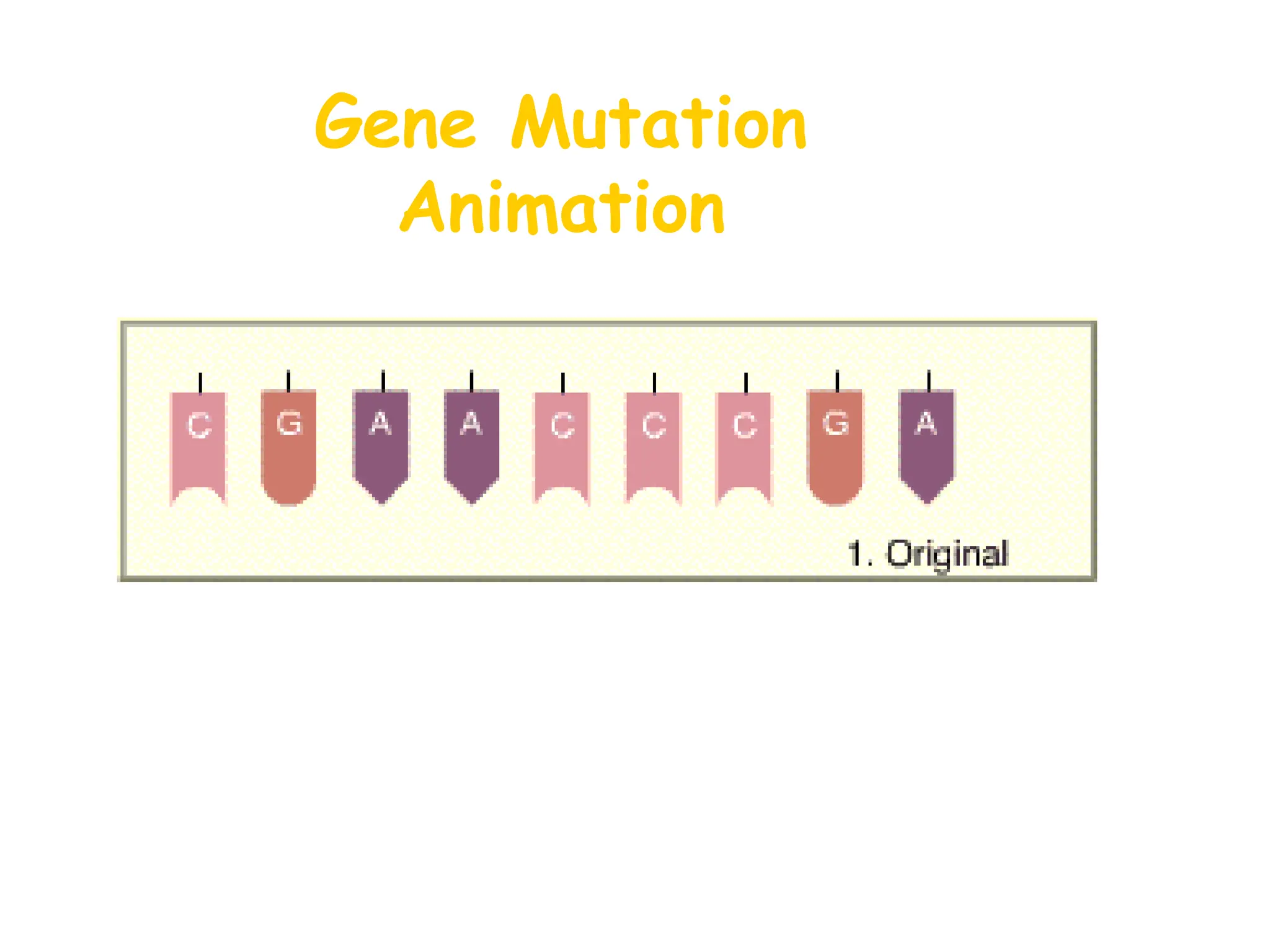 Gene Mutation
Animation
 