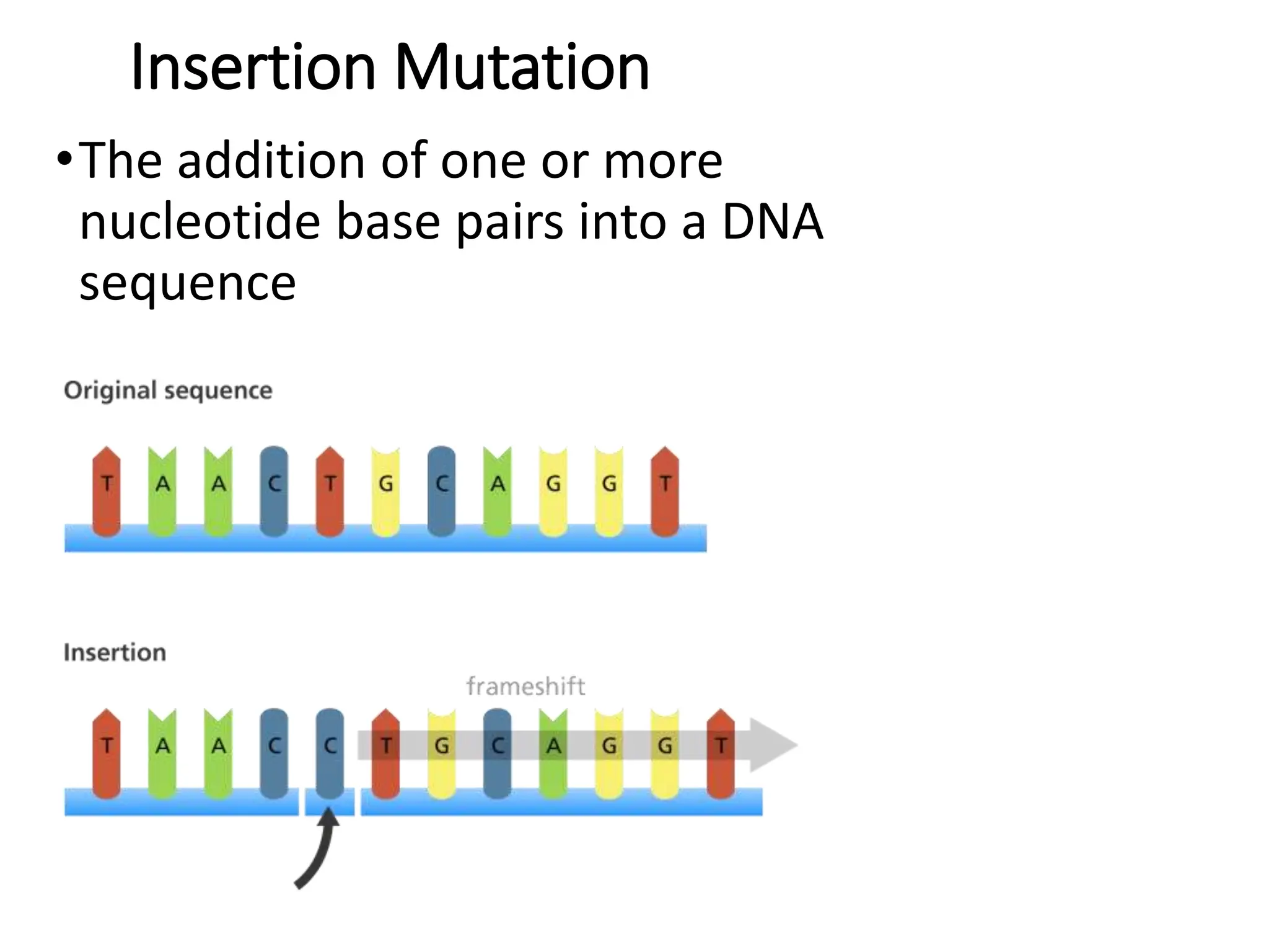 Insertion Mutation
•The addition of one or more
nucleotide base pairs into a DNA
sequence
 