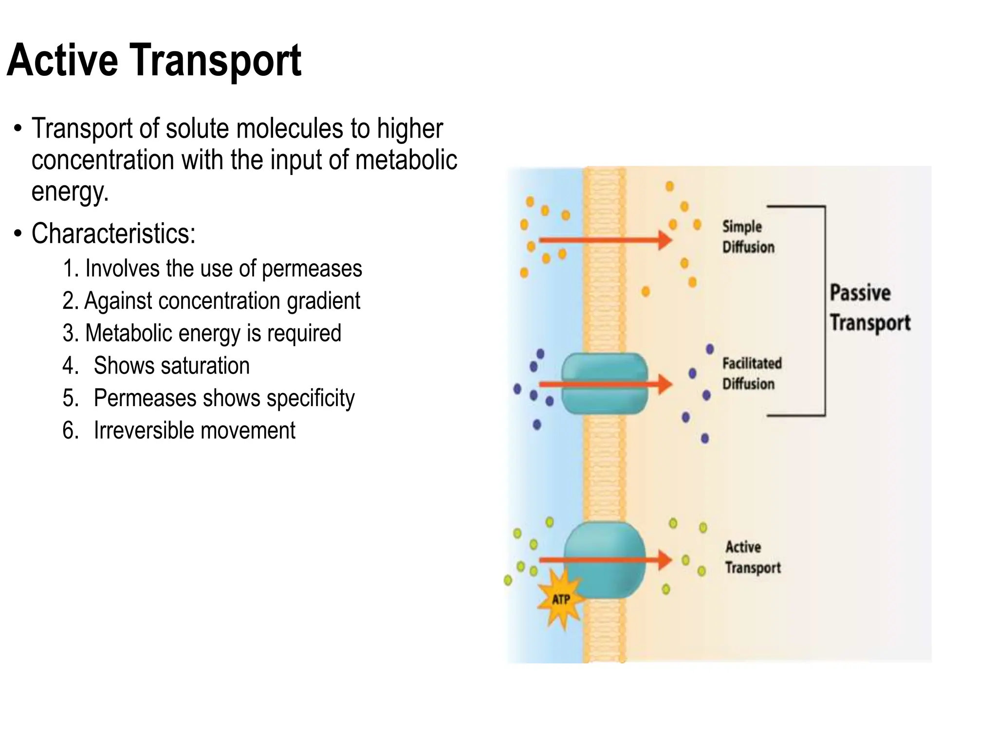 Active Transport
• Transport of solute molecules to higher
concentration with the input of metabolic
energy.
• Characteristics:
1. Involves the use of permeases
2. Against concentration gradient
3. Metabolic energy is required
4. Shows saturation
5. Permeases shows specificity
6. Irreversible movement
 