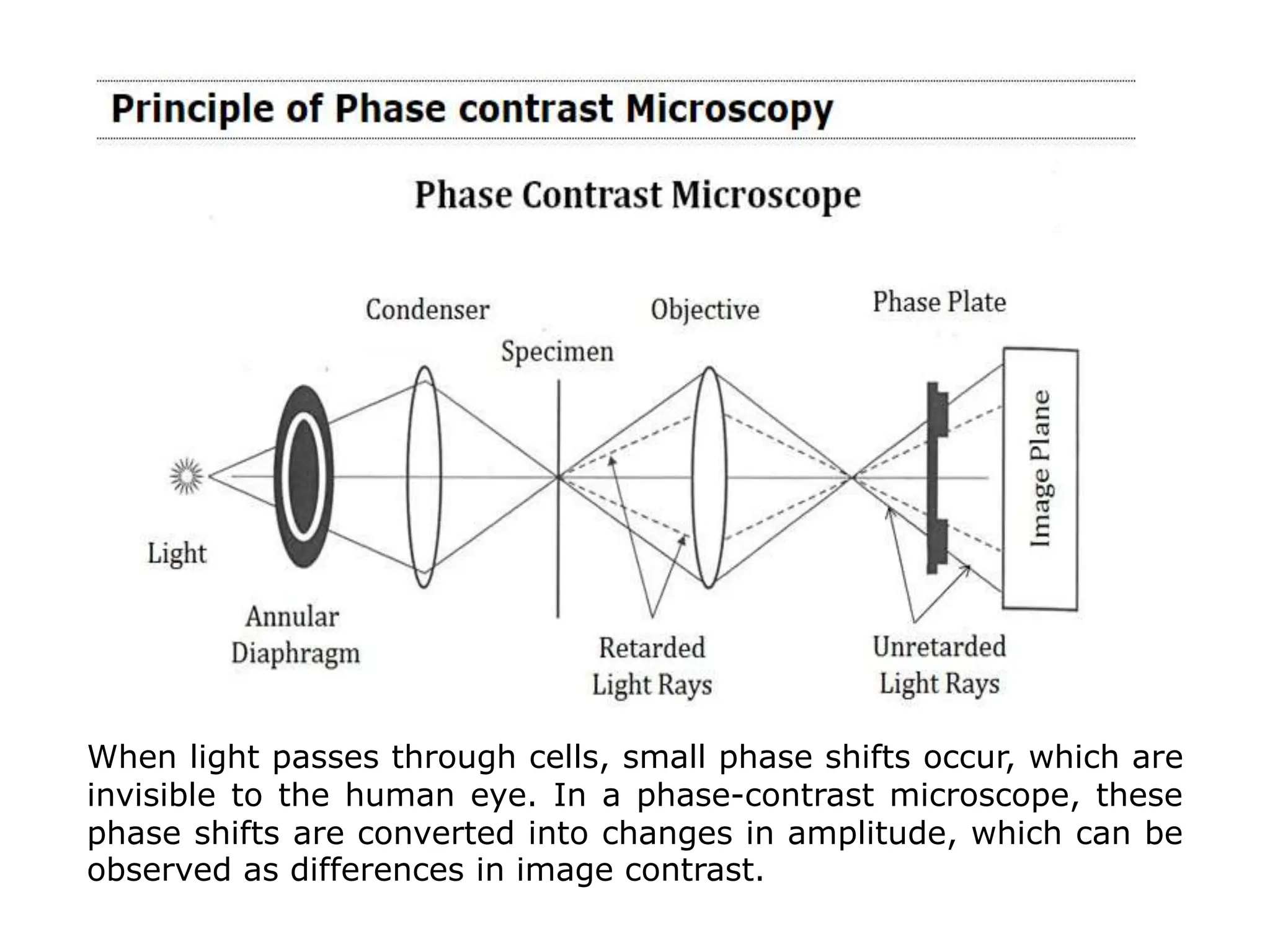 When light passes through cells, small phase shifts occur, which are
invisible to the human eye. In a phase-contrast microscope, these
phase shifts are converted into changes in amplitude, which can be
observed as differences in image contrast.
 