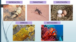 DEPREDACIÓN PARASITISMO EXPLOTACIÓN
SIMBIOSIS MUTUALISMO
 