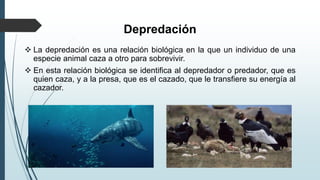 Depredación
 La depredación es una relación biológica en la que un individuo de una
especie animal caza a otro para sobrevivir.
 En esta relación biológica se identifica al depredador o predador, que es
quien caza, y a la presa, que es el cazado, que le transfiere su energía al
cazador.
 
