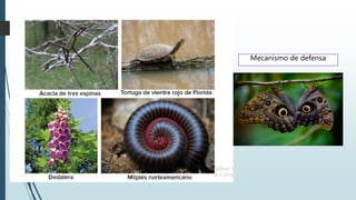 Mecanismo de defensa
 