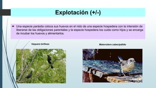 Explotación (+/-)
 Una especie parásita coloca sus huevos en el nido de una especie hospedera con la intensión de
liberarse de las obligaciones parentales y la especie hospedera los cuida como hijos y se encarga
de incubar los huevos y alimentarlos.
Vaquero brilloso Matorralero cabecipálido
 