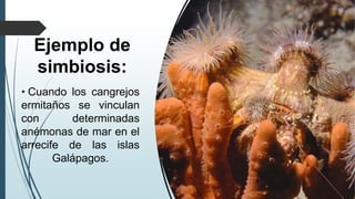 Ejemplo de
simbiosis:
• Cuando los cangrejos
ermitaños se vinculan
con determinadas
anémonas de mar en el
arrecife de las islas
Galápagos.
 