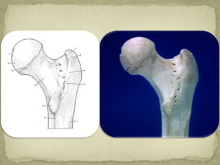 Rotula Matenatica Fémur y rotula | PPTX