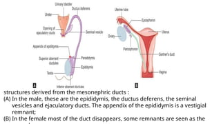 FM urogenital system embroyology, ultrasound features and management.pptx