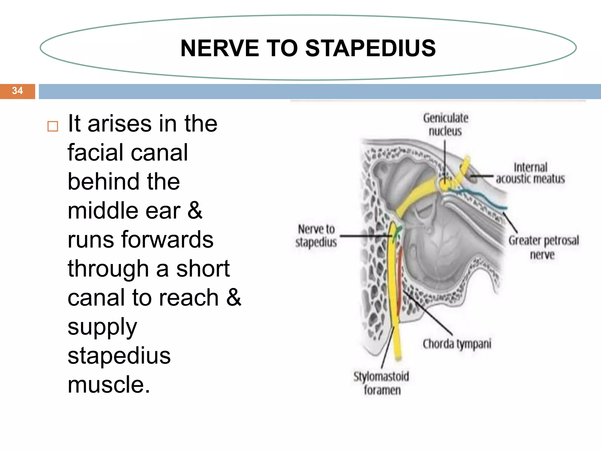 Facial nerve | PPTX