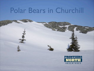 Polar Bears in Churchill
 