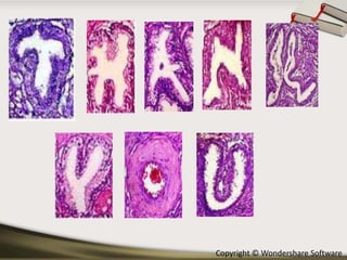 Copyright © Wondershare Software

 