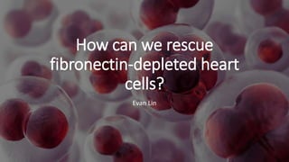 How can we rescue
fibronectin-depleted heart
cells?
Evan Lin
 