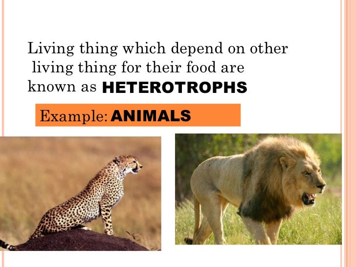 Food and nutrition(science)