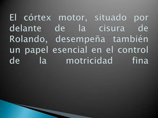 El córtex motor, situado por delante de la cisura de Rolando, desempeña también un papel esencial en el control de la motricidad fina