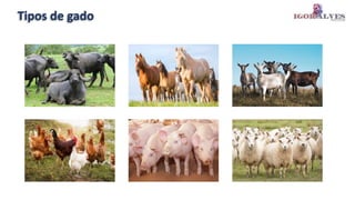 Tipos de gado
 