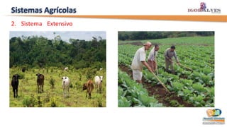 Sistemas Agrícolas
2. Sistema Extensivo
 