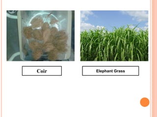 Coir Elephant Grass
 