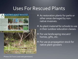 Uses For Rescued Plants 
 As restoration plants for parks or 
other areas damaged by non-native 
invasives. 
 As plant material for schools to use 
in their outdoor education classes. 
 For use landscaping rescuers’ 
homes, gifts, etc. 
 For use as propagation stock for 
native plant growers 
Revegetation after invasive species 
removal at Mayfield Park in Austin 
Photos: Ed Travis (used with permission) 
 