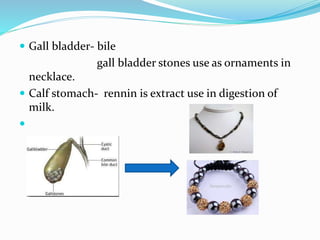  Gall bladder- bile
gall bladder stones use as ornaments in
necklace.
 Calf stomach- rennin is extract use in digestion of
milk.

 