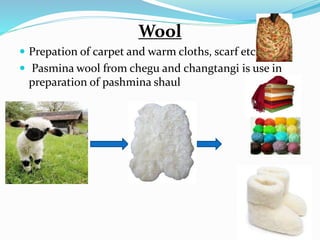 Wool
 Prepation of carpet and warm cloths, scarf etc
 Pasmina wool from chegu and changtangi is use in
preparation of pashmina shaul
 