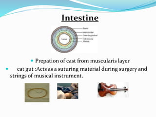 Intestine
 Prepation of cast from muscularis layer
 cat gut :Acts as a suturing material during surgery and
strings of musical instrument.
 