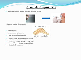 Glandular by products
 pancrease – insulin helps in treatment of diabetc patiant.
glucagon- tripsin , chymotripsin .
 adrenal gland-
 corticosteroid from cortex
 catecholamines from meduula
 thyroid gland- thyroxin for goiter patient
 pituitory gland–GH, FSH, LH, ACTH, MSH
Oxytocin and vasopressin
 pineal gland – malatonin
 