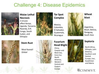 Challenge 4: Disease Epidemics
Maize Lethal
Necrosis
2 viruses
affect Kenya,
Uganda, Tanzania,
Rwanda, D.R.
Congo, South
Sudan, and
Ethiopia
Stem Rust
Tar Spot
Complex
Mexico,
Colombia,
El Salvador,
Guatemala,
Nicaragua
Fusarium
Head Blight
Wheat
blast
Argentina,
Brazil, Bolivia,
Paraguay,
South Asia
Septoria
Most feared!
Global
China,
Caspian and
Black Sea,
Cona Sur,
North
America,
Western
Central and
Eastern
Europe
North Africa,
Ethiopia, Latin
America,
Southern and
Central
Europe, Iran,
Kazakhstan
and Siberia
 