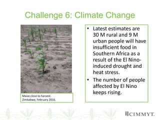 Challenge 6: Climate Change
• Latest estimates are
30 M rural and 9 M
urban people will have
insufficient food in
Southern Africa as a
result of the El Nino-
induced drought and
heat stress.
• The number of people
affected by El Nino
keeps rising.Maize close to harvest.
Zimbabwe, February 2016.
 