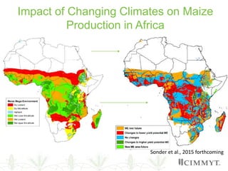 Impact of Changing Climates on Maize
Production in Africa
Sonder et al., 2015 forthcoming
 