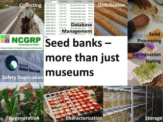 Seed banks –
more than just
museums
Storage
Germination
Testing
CharacterizationRegeneration
Collecting Distribution
Seed
Processing
Safety Duplication
Database
Management
 