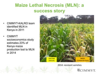 Maize Lethal Necrosis (MLN): a
success story
• CIMMYT-KALRO team
identified MLN in
Kenya in 2011
• CIMMYT
socioeconomics study
estimates 23% of
Kenya maize
production lost to MLN
in 2014
2014: resistant varieties
 