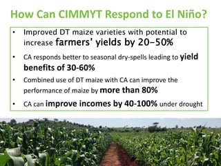 How Can CIMMYT Respond to El Niño?
• Improved DT maize varieties with potential to
increase farmers’ yields by 20-50%
• CA responds better to seasonal dry-spells leading to yield
benefits of 30-60%
• Combined use of DT maize with CA can improve the
performance of maize by more than 80%
• CA can improve incomes by 40-100% under drought
 