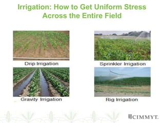 Irrigation: How to Get Uniform Stress
Across the Entire Field
 