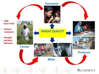Consumer
Miller
Farmer
Producer
• High
Grain Yield
• Disease
resistance
• Drought
and heat
tolerance
WHEAT QUALITY
 