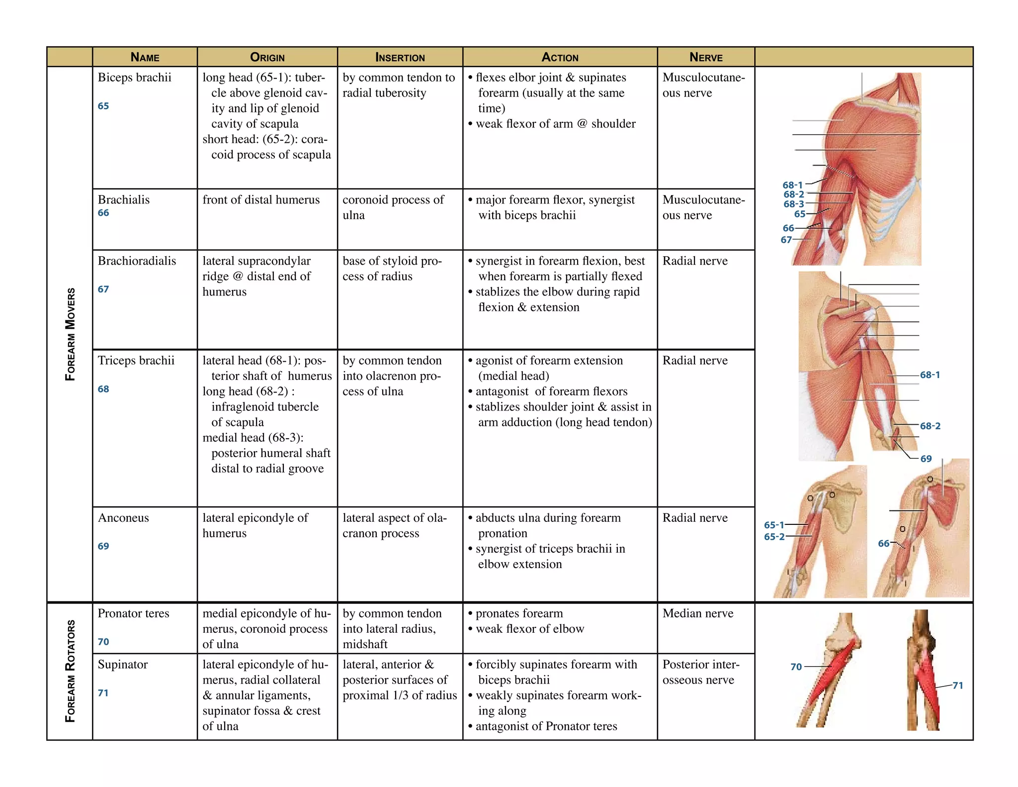Muscle chart | PDF