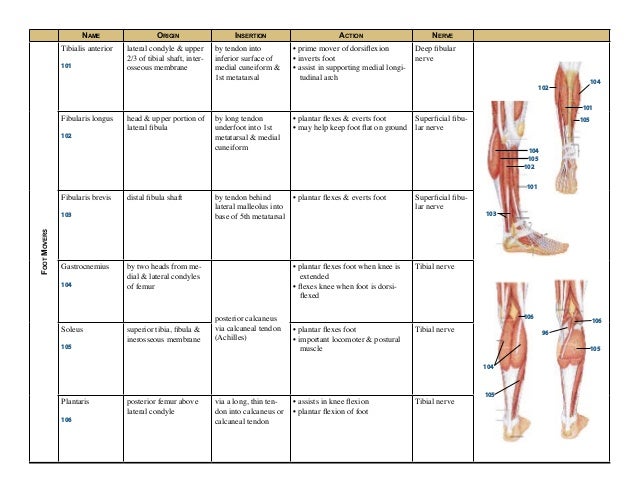 muscle chart muscles and their actions chart