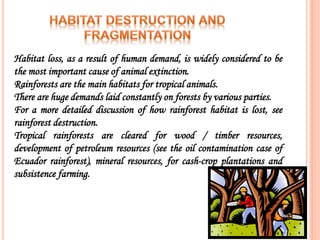 Habitat loss, as a result of human demand, is widely considered to be
the most important cause of animal extinction.
Rainf...