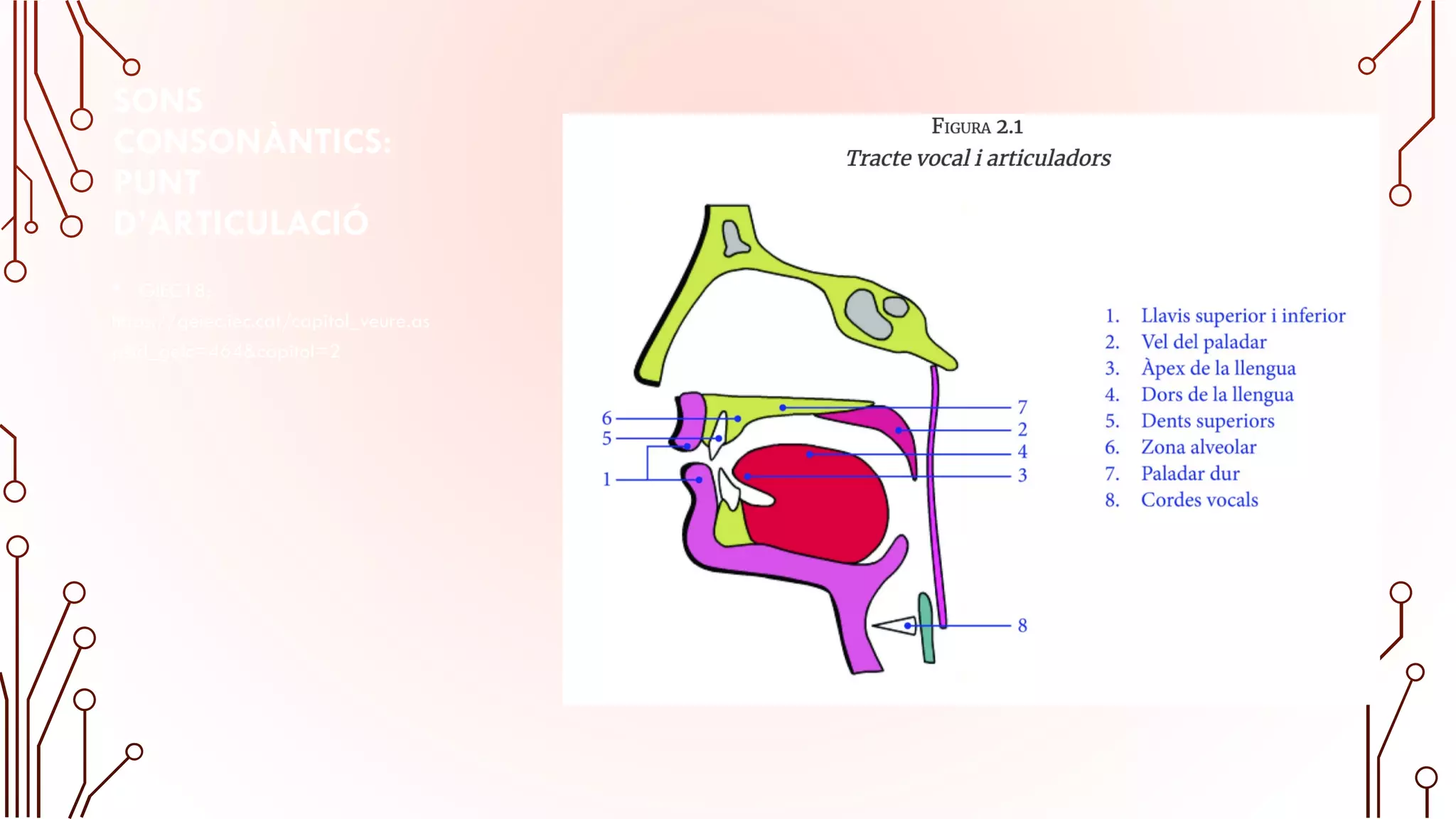SONS
CONSONÀNTICS:
PUNT
D’ARTICULACIÓ
• GIEC18;
https://geiec.iec.cat/capitol_veure.as
p?id_gelc=464&capitol=2
 
