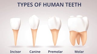 Toeeth Types of Human Teeth and Their Functions | PPTX