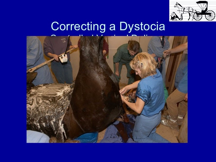 Early Foal Care Foaling and the 1st 24 hours