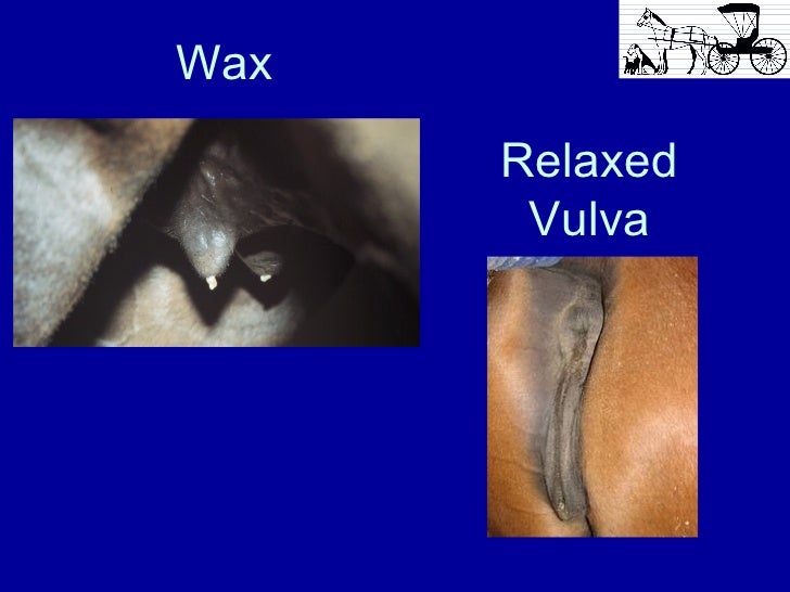 Early Foal Care Foaling and the 1st 24 hours