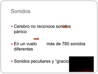 Sonidos

 Cerebro no reconoce sonidos
 pánico

 En un vuelo     más de 780 sonidos
 diferentes

 Sonidos peculiares y “graciosos”
 