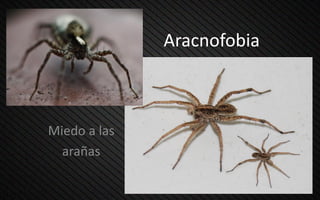 Aracnofobia
Miedo a las
arañas
 