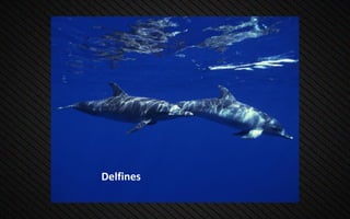 Delfines
 