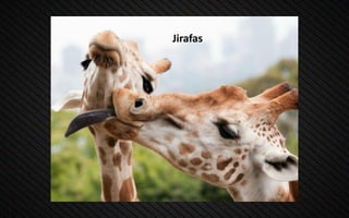 Jirafas
 