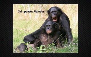 Chimpances Pigmeos
 