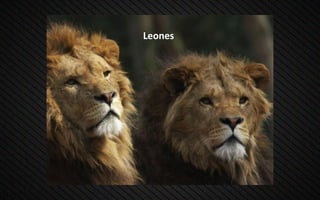 Leones
 