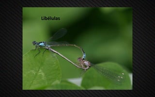 Libélulas
 