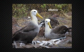 Albatros
 