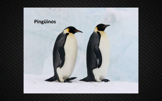 Pingüinos
 